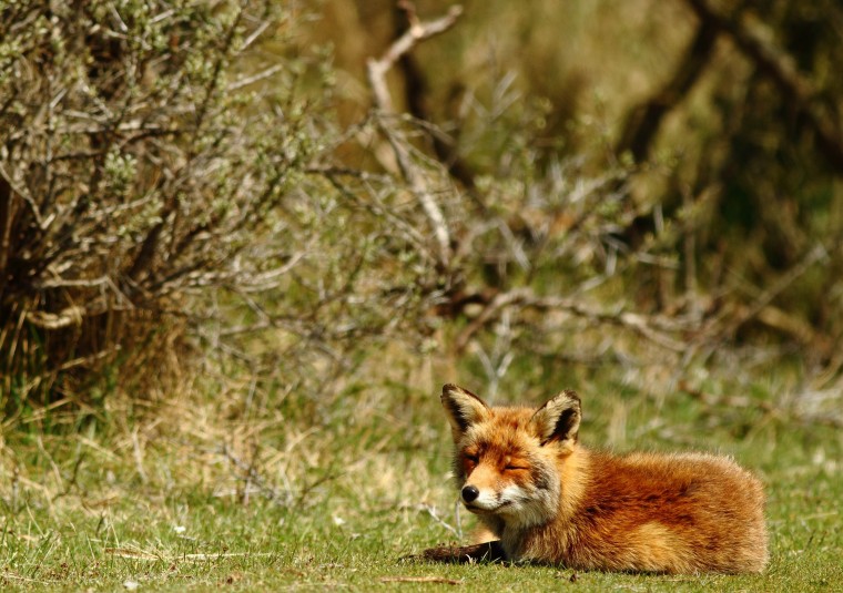 6-4-2016 Niet Streven - Rolf van der Vegt