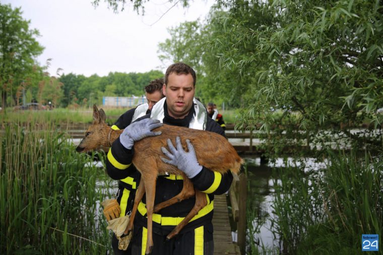 Brandweer redt Ree uit Zuid-Willemsvaart Weert-6429