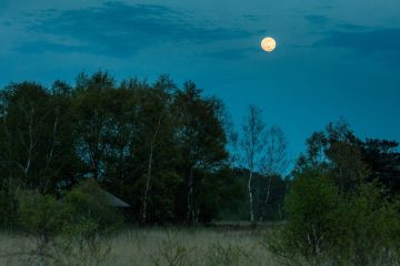 Volle maan in De Peel - foto Nando Harmsen