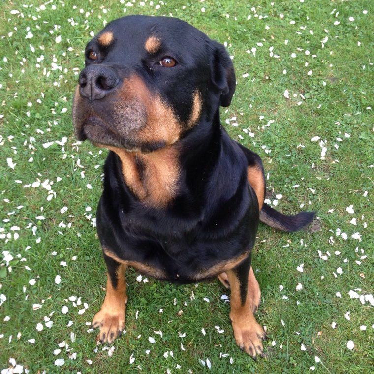 Rottweiler Teef Scheepengraaf