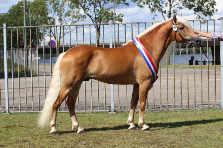 foto haflinger 1