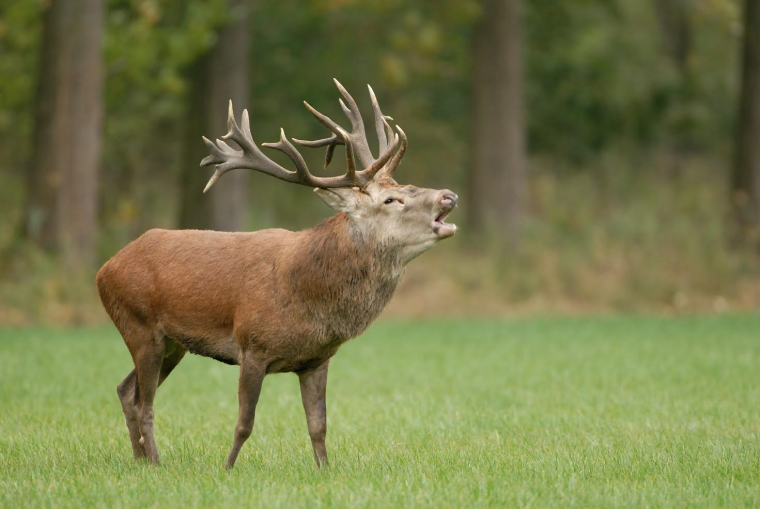 Burlende edelherten bij Het Limburgs Landschap