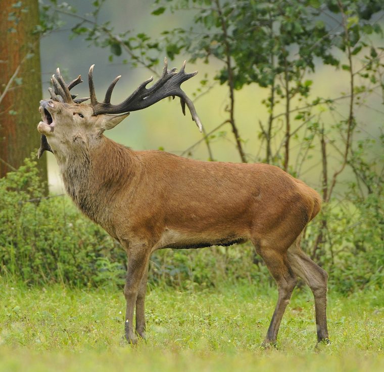 Edelhert_SLL Henk Heijligers