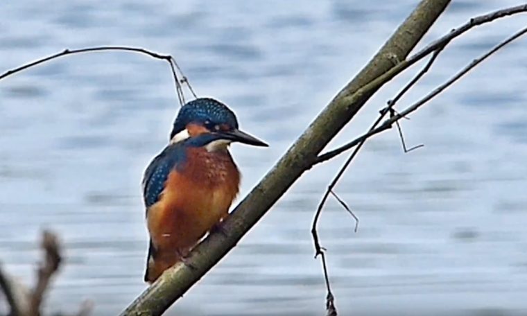 ijsvogel-door-hans-melters