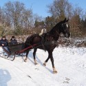 Arren door de sneeuw