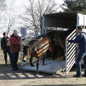 Exmoorpony's op Loozerheide losgelaten