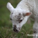 Schapen drijven in Nederweert bij Sluis 1475