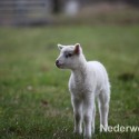 Schapen drijven in Nederweert bij Sluis 1475