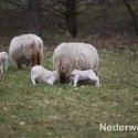 Schapen drijven in Nederweert bij Sluis 1475