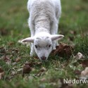 Schapen drijven in Nederweert bij Sluis 1475