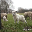 Schapen drijven in Nederweert bij Sluis 1475