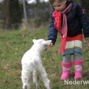 Schapen drijven in Nederweert bij Sluis 1475