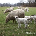 Schapen drijven in Nederweert bij Sluis 1475