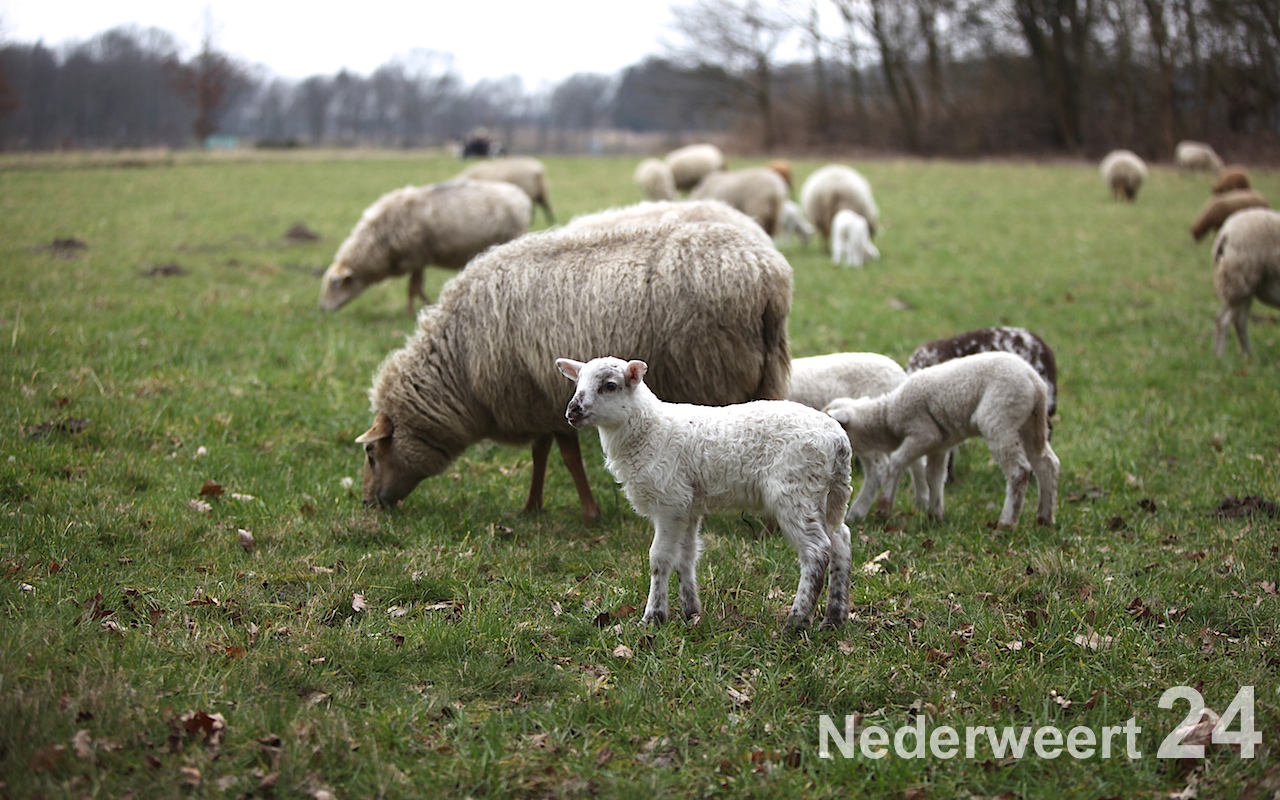 Schapen drijven in Nederweert bij Sluis 1475