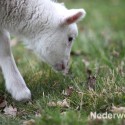 Schapen drijven in Nederweert bij Sluis 1475