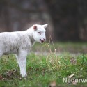 Schapen drijven in Nederweert bij Sluis 1475