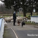 Schapen drijven in Nederweert bij Sluis 1475