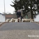 Schapen drijven in Nederweert bij Sluis 1475