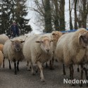 Schapen drijven in Nederweert bij Sluis 1475