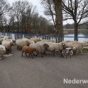 Schapen drijven in Nederweert bij Sluis 1475