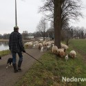 Schapen drijven in Nederweert bij Sluis 1475