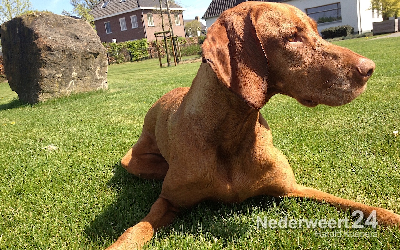 Aanleg drie hondenspeelveldjes in december