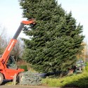 Kerstboom voor Eynderhoof