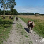 Grote Peel Ospel paarden