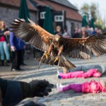 Valkenier Eynderhoof Nederweert-Eind