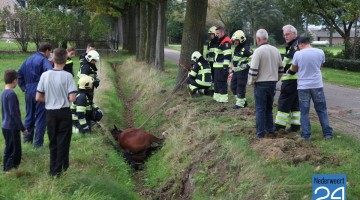 Paard in de sloot