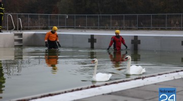 Brandweer redt zwanen uit zwembad