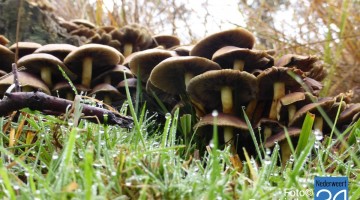 Herfst in de Groote Peel