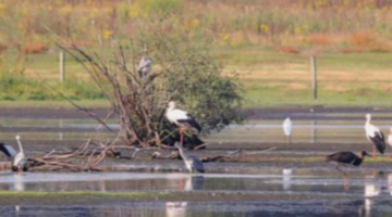 Basiscursus vogels kijken nederweert