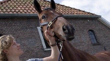 Cursus paarden voor leerlingen