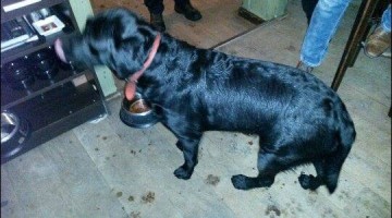 labrador gevonden in Nederweert