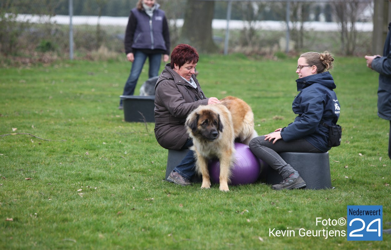 Opendag Hondenschool DVS (Foto's) Nederweert24