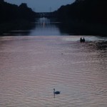 Zwaan in Kanaal Wessem-Nederweert