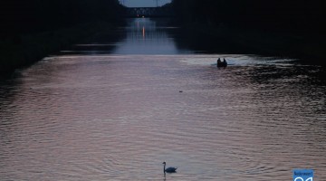 Zwaan in Kanaal Wessem-Nederweert