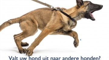 Valt jouw hond uit naar andere honden