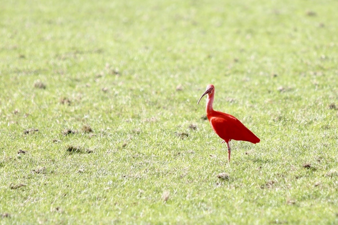 Rode Ibis gespot in Nederweert - Nederweert24