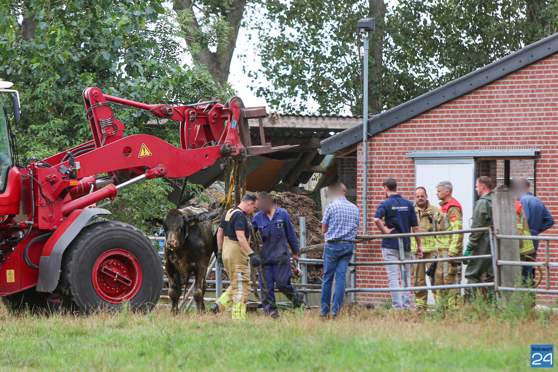 Brand haalt stier uit gierput in #Ospel.