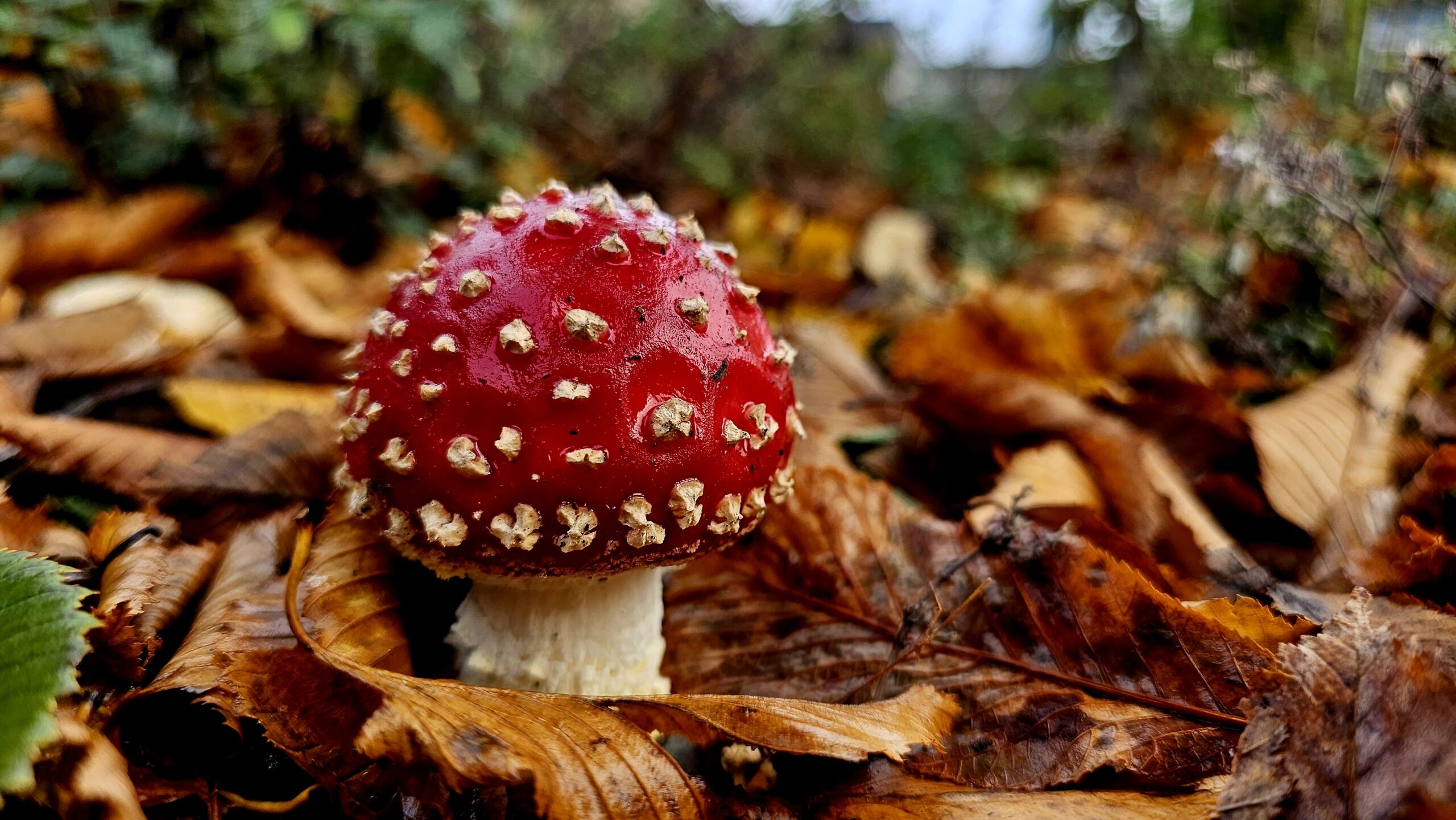 Is jouw foto dé foto van de maand bij Nederweert24?