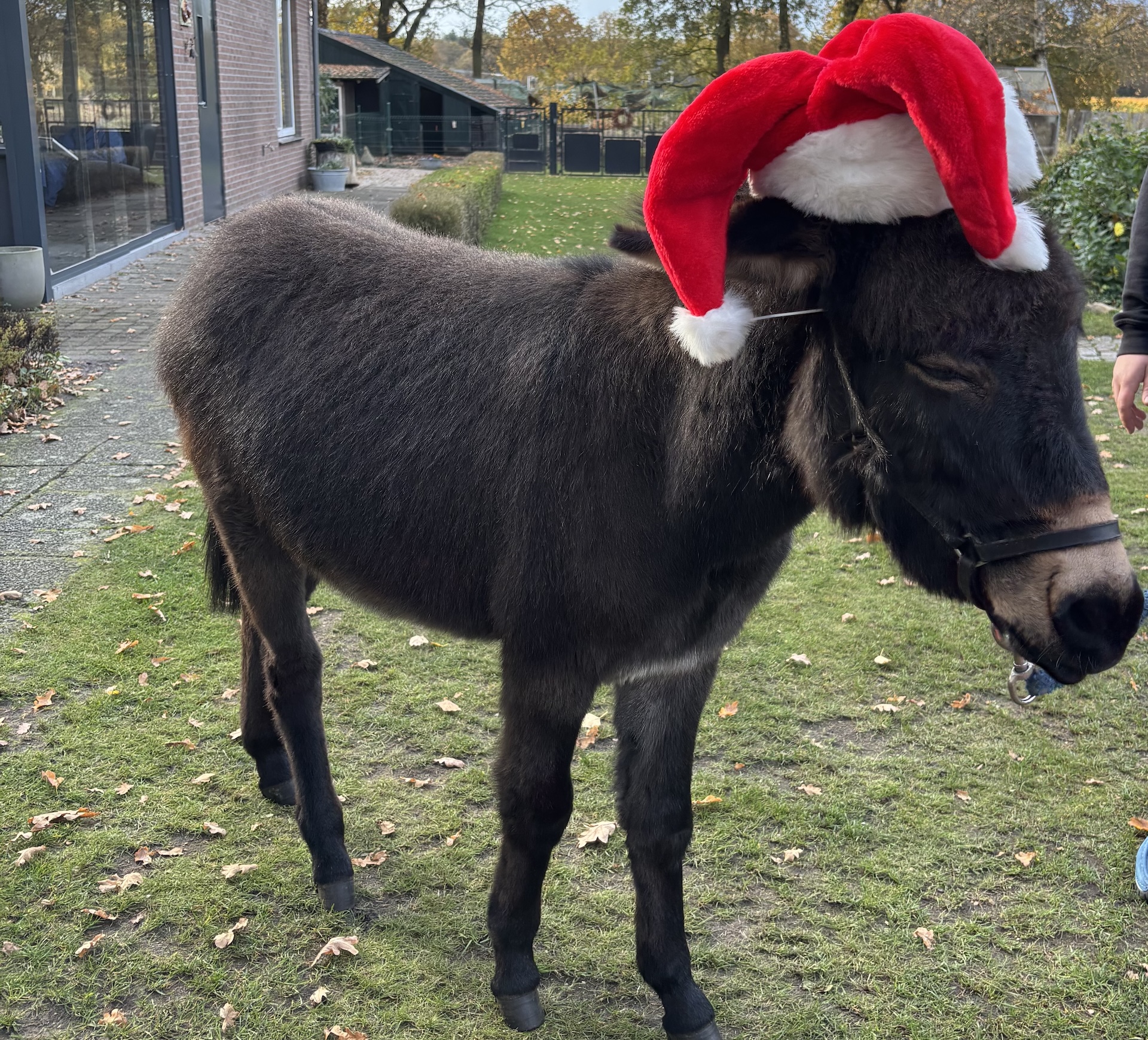 Kerstmarkt bij Zorgboerderij Steegherhof in Leveroy!