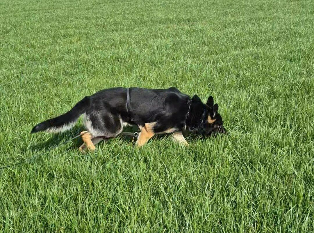 Nederlands Speurhonden Kampioenschap in Ospel