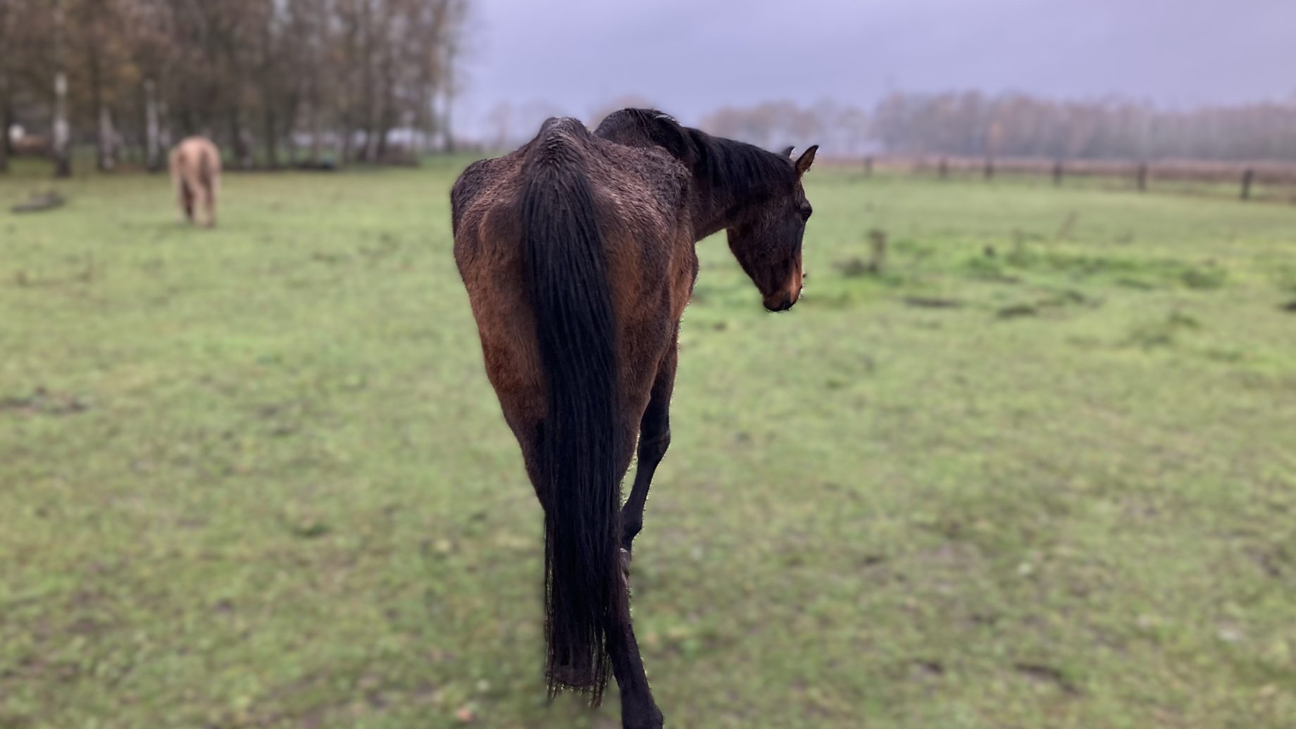 Inspecteur neemt zes ernstig vermagerde paarden in beslag in Leudal