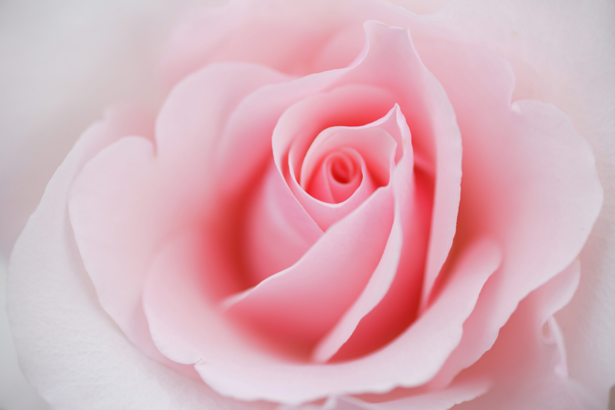 Overlijdensbericht | Netje de Wit – Ramakers †