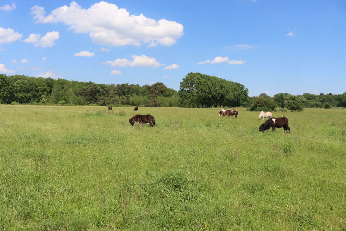 Biodiversiteit Paardenbegrazing Groote Peel