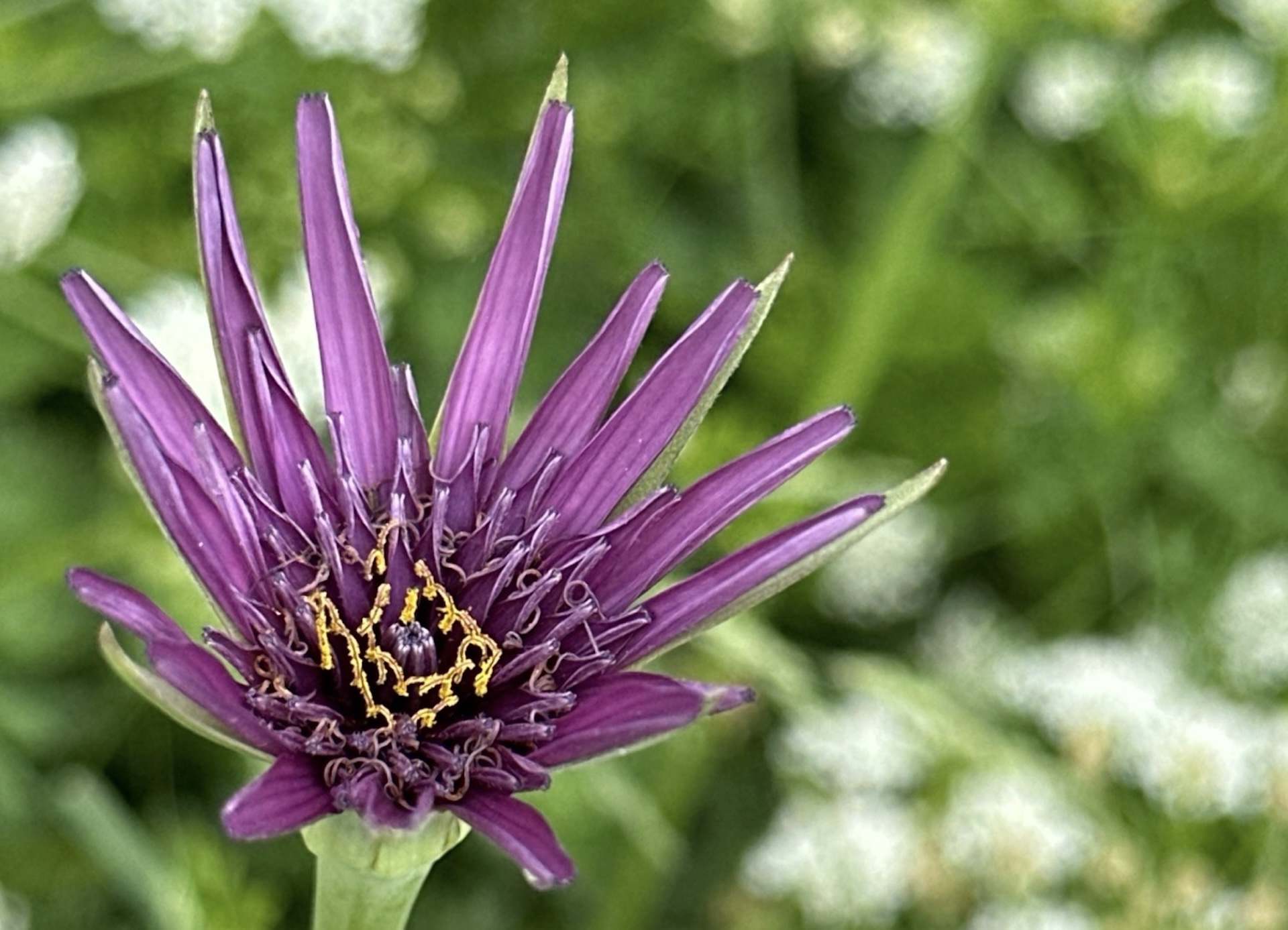 Workshop smartphone fotografie