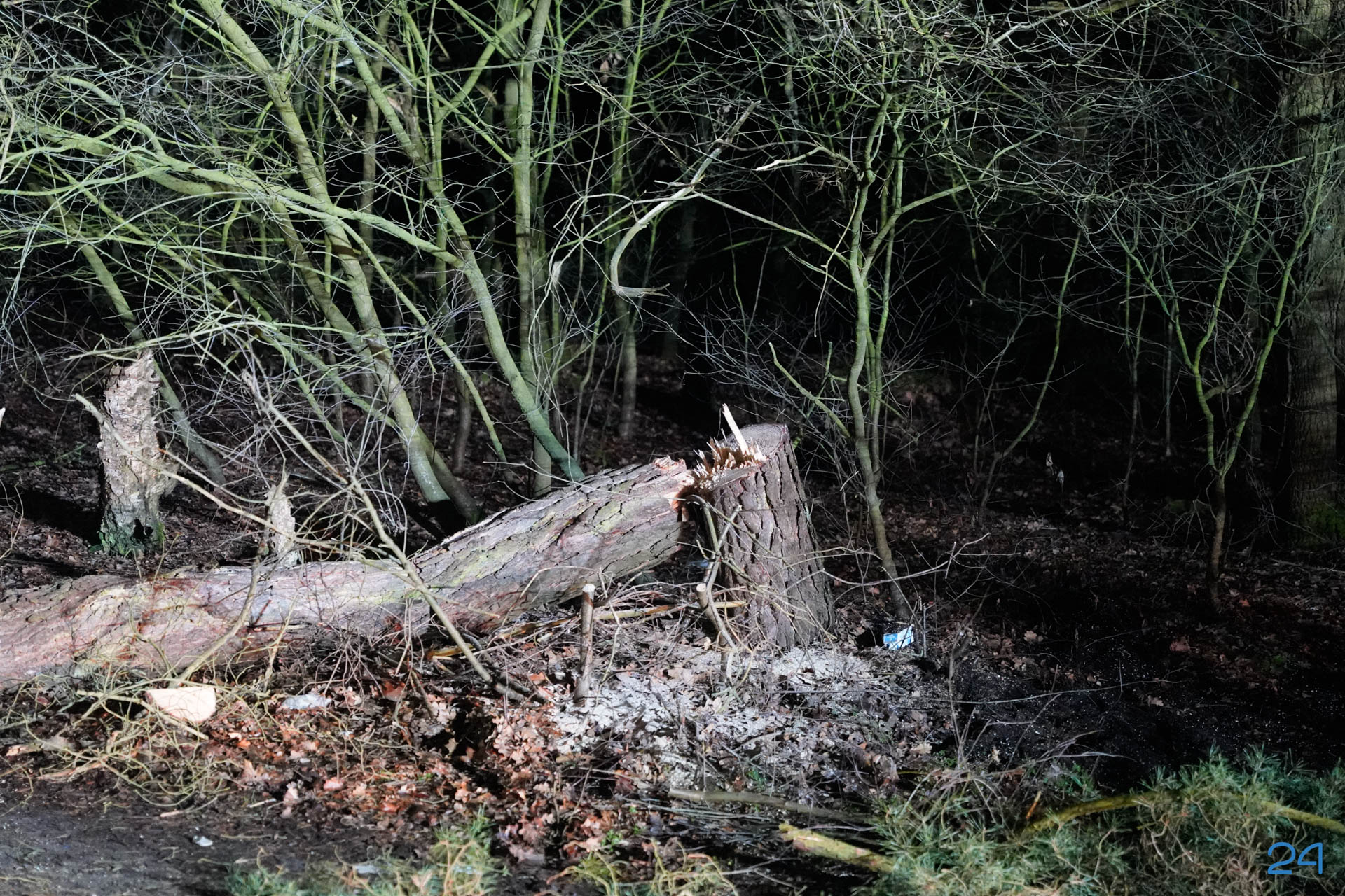 Omgezaagde boom verwijderd van de Wessemerdijk