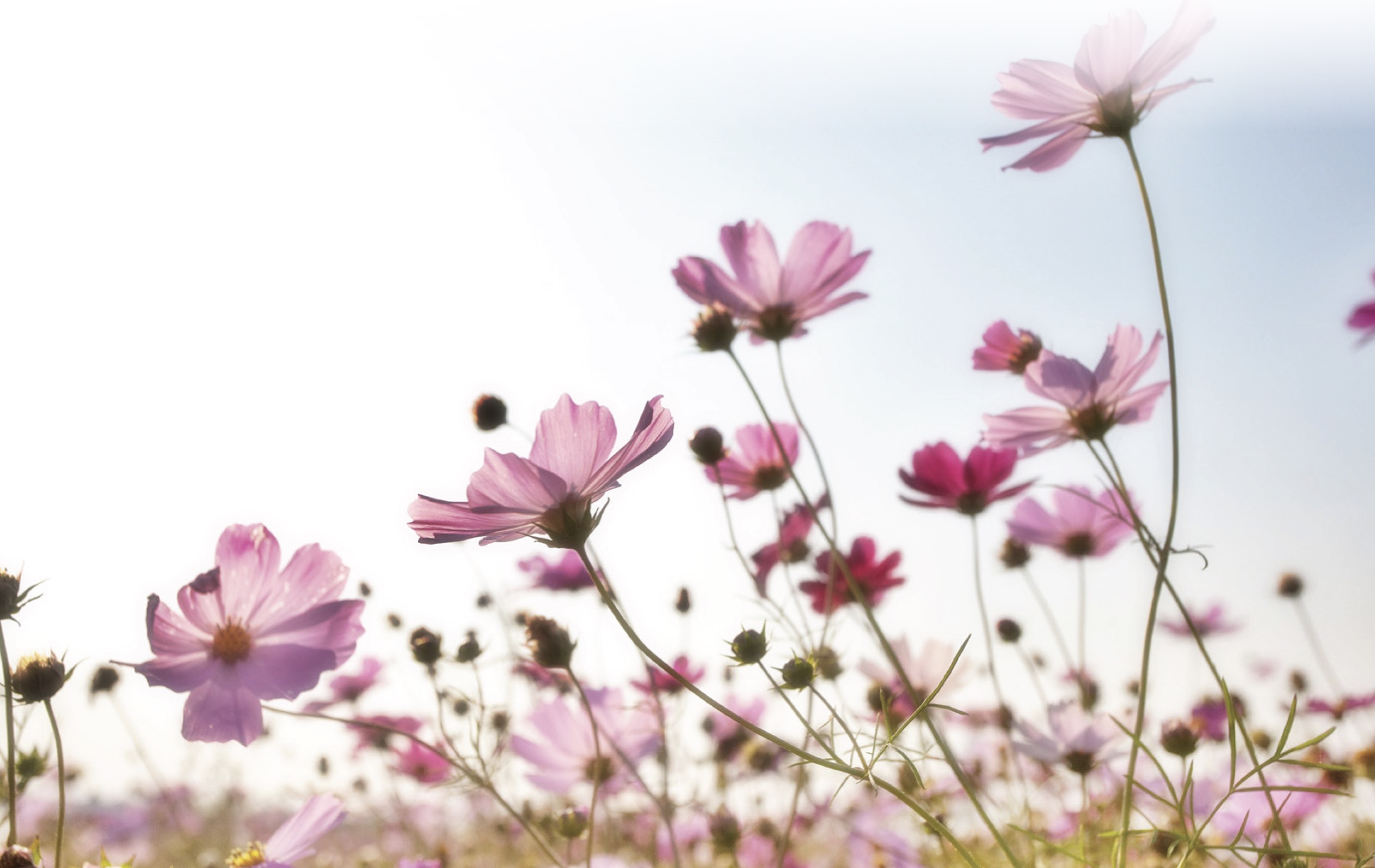 Overlijdensbericht | Nel Caris – Custers †